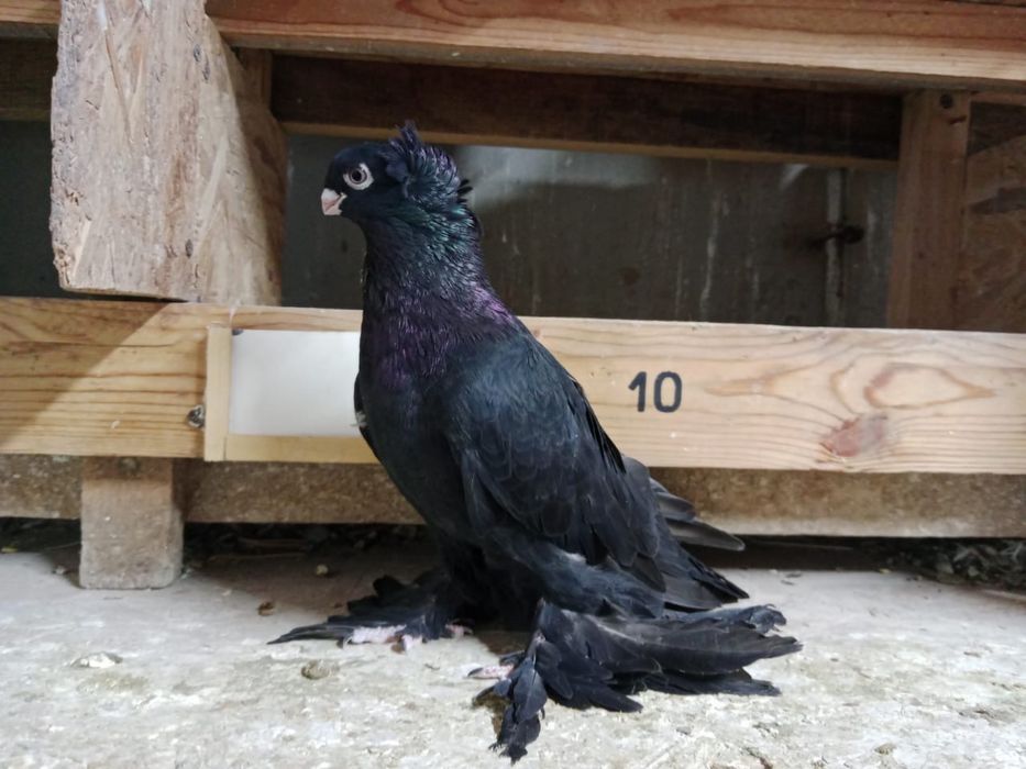 Продам   голубей