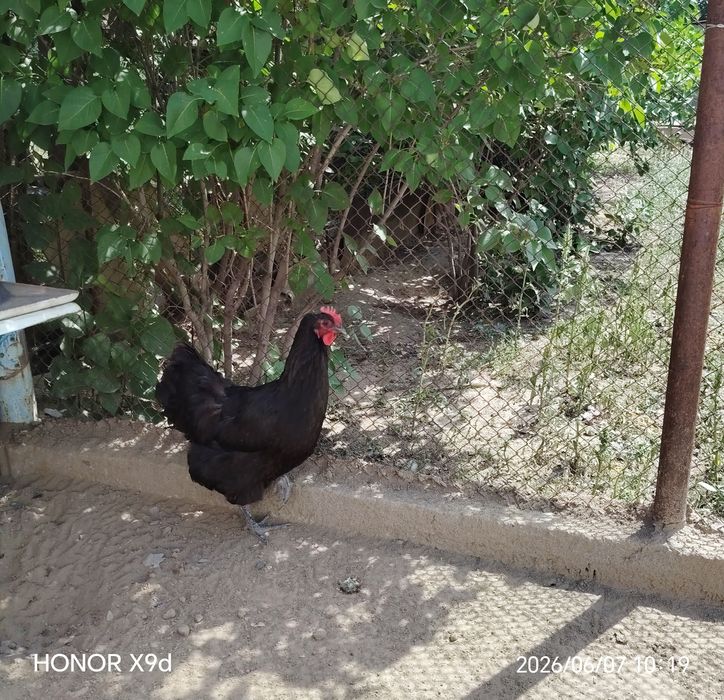 Продам Курицу Дзержинский гигант