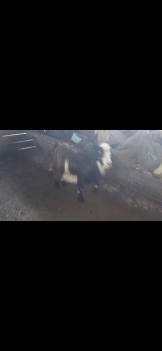 Capră gestantă foarte bunâ de lapte