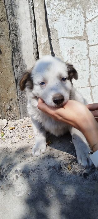 Щенки  полухаски / полулайки бесплатно