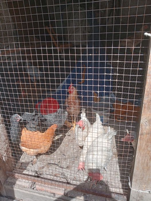 Продам из дома курей  возросла 5 месяцев 15 кусачек 2 петуха