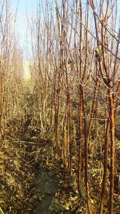 Мевали ва манзарали кучатлар