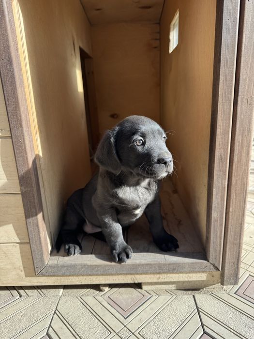 Щенок лабрадора ретривера