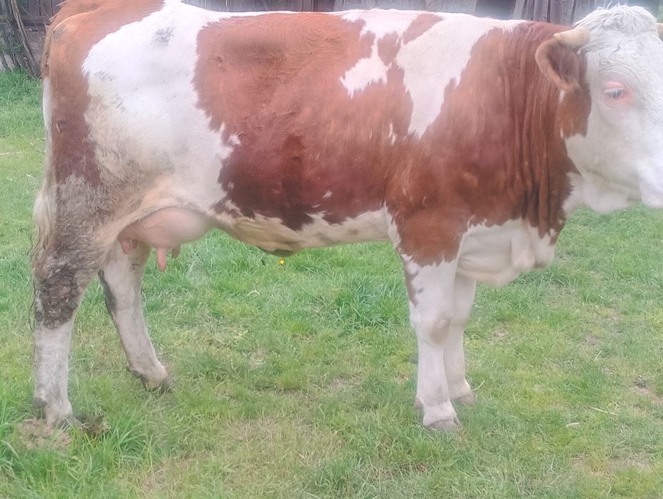 Vând juninca de 2 ani