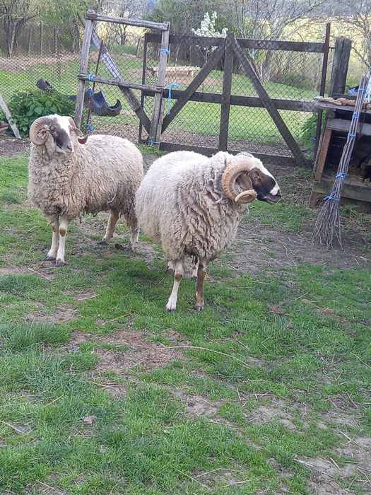 Кочове.                  .