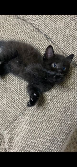 Котенок 1 месяц