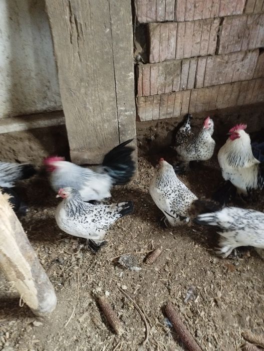 Vând ouă gainușe liliputi mii de flori