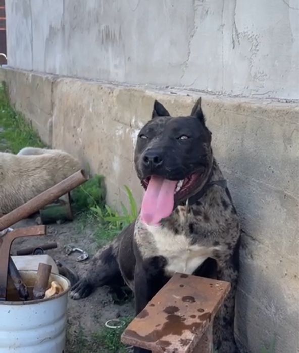 Питбуль кабель нужен для вязки