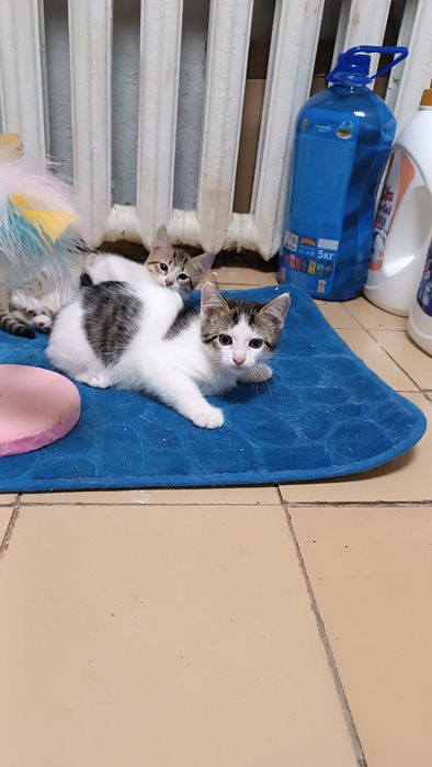 Отдам котят даром