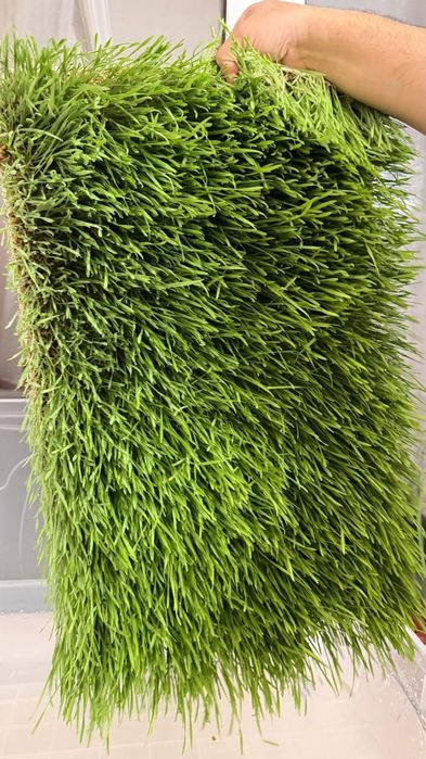 Гидропоника натуральная