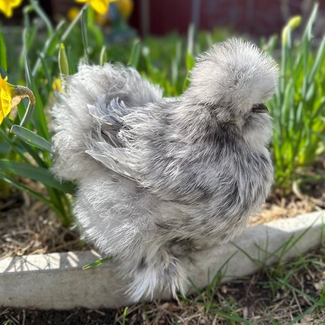 Американский шолк жужалар бор 2 хафталик ва каттарок