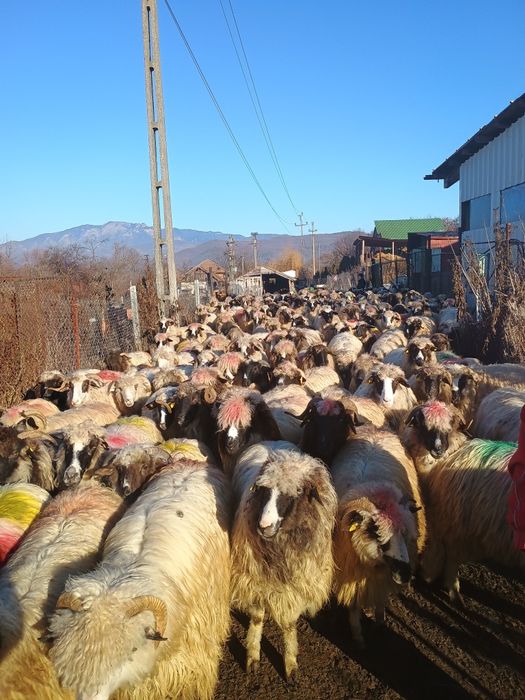 Oi de vânzare la Nr de telefon