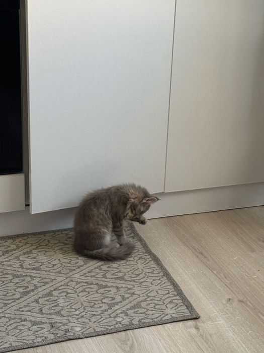 Котенок котята котёнок