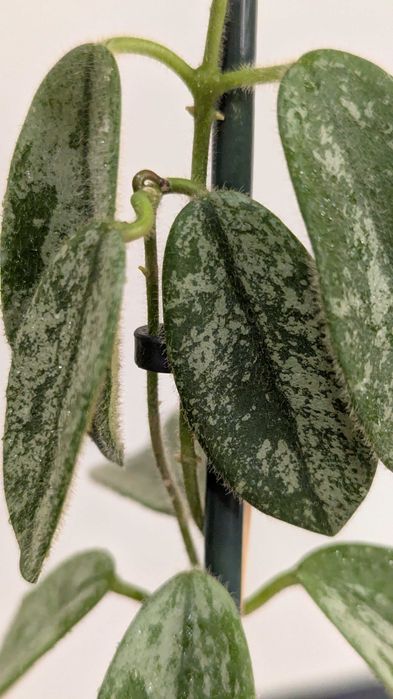 Hoya/Хоя (различни видове)