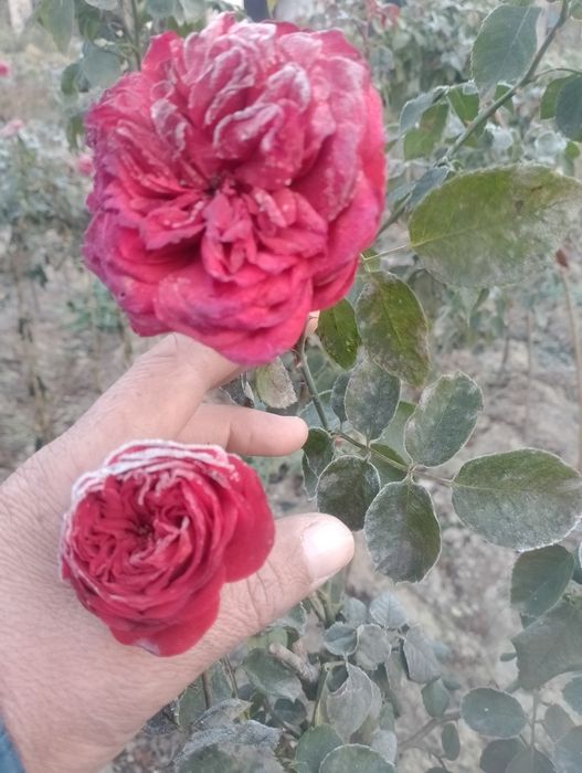 Атиргул Кучатлари етиштириш