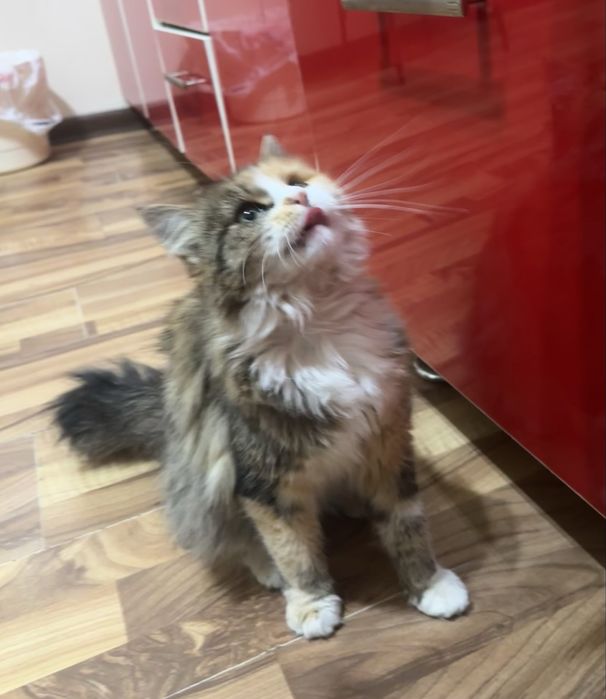 Отдам даром девочку