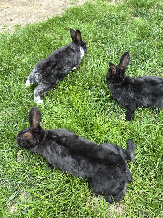 Iepuri Rex Negru