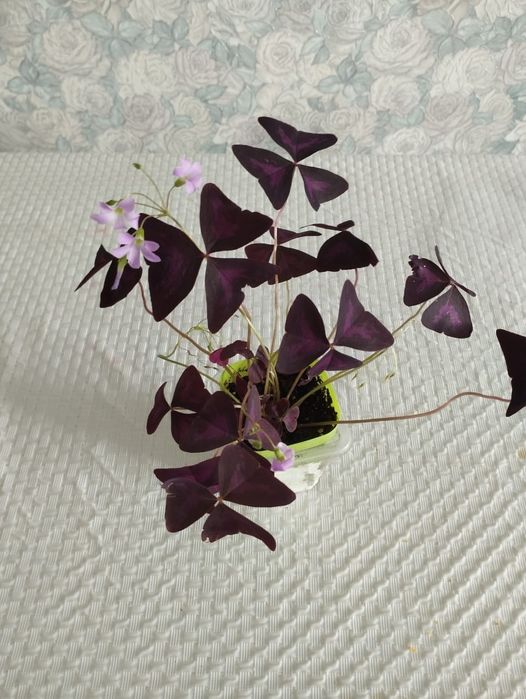 Продам кислицу, бабочки