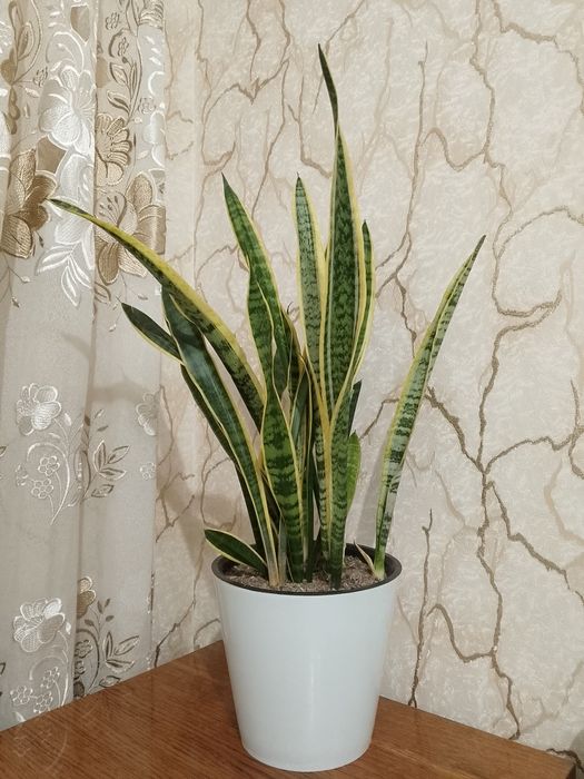Сансевевиерия Лауренти (голд)