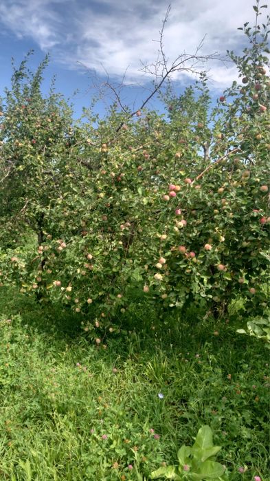 Продали яблоки сорт Мильтон