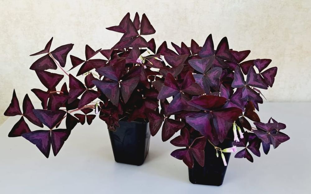 Оксалис (кислица, бабочка)