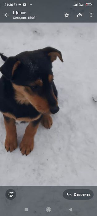 Отдам щенков в добрые руки