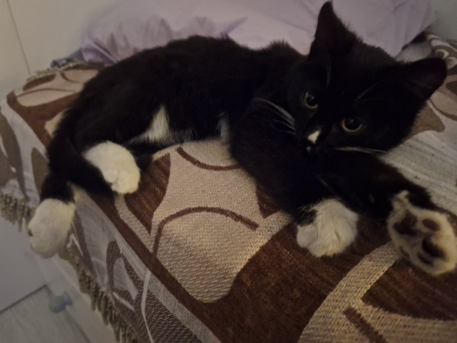 Котёнок 4 месяца девочка