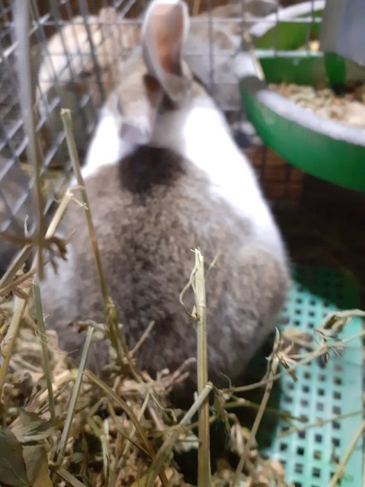 Iepuri hyncole mascul si femele