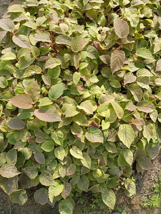 Киви кучатлари  самарканд