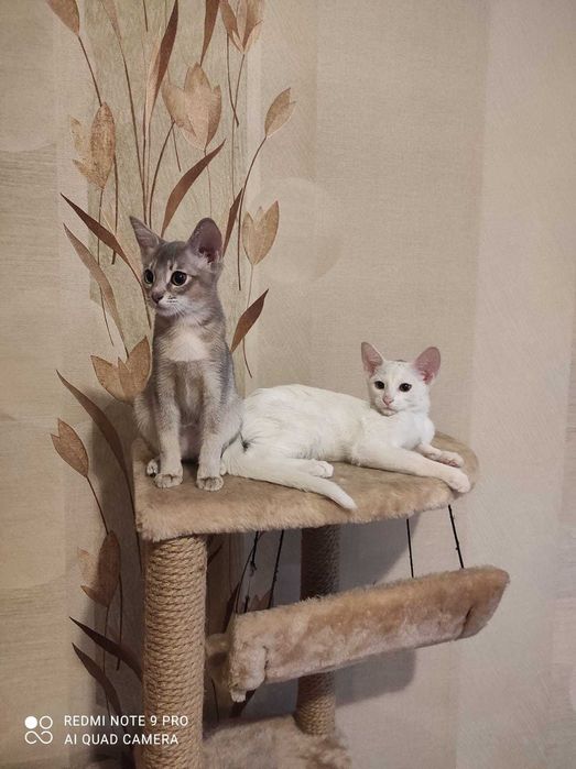 Белые чаузята впервые в Алматы