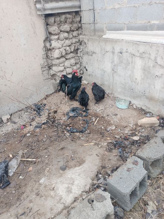 Qora tovoqlar sotiladi