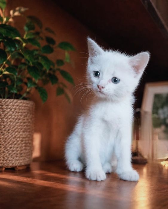 Котенок турЕцкоЙ анГоры