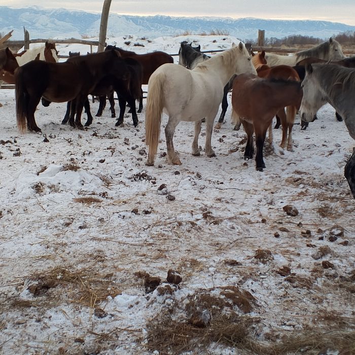 Жылкы жабагы 130