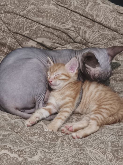 Отдам котенка в хорошие руки