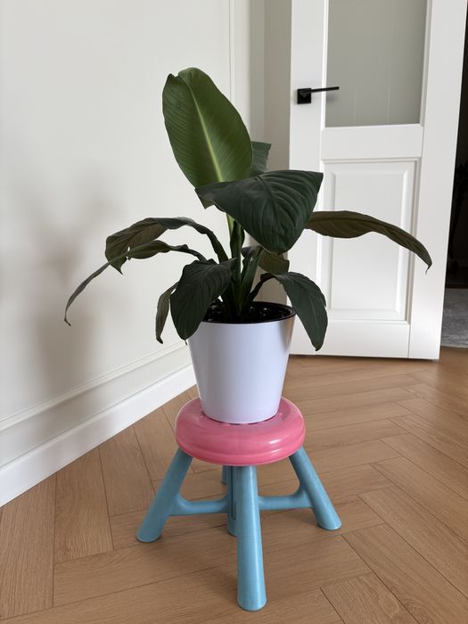 Растение Спатифиллум Сенсация