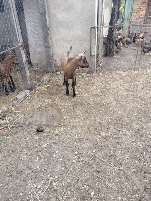 De vânzare iede și țap