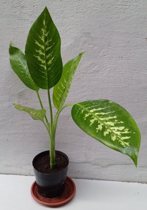 Диффенбахия Тропик Сноу.  Экзотические цветы для дома и офиса