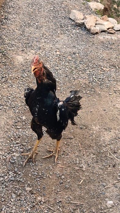 Империа шамо линиядан шу жўжа сотилади