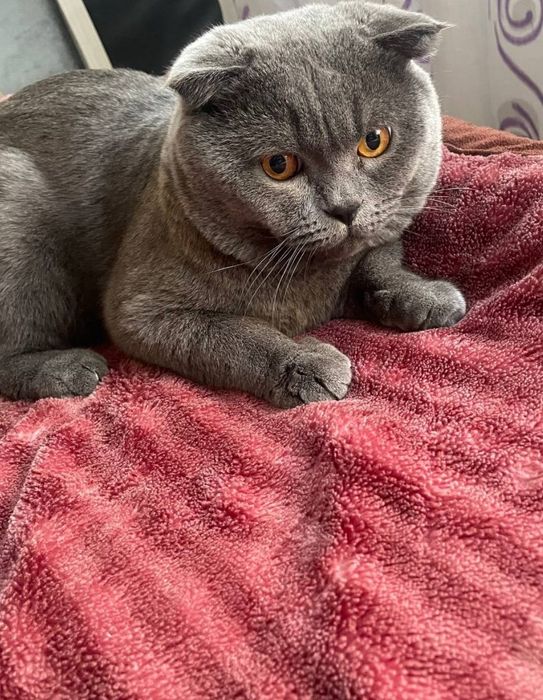 SOTILMIDI! BERILMIDI! Qiz mushukla bilan vyazkaga!