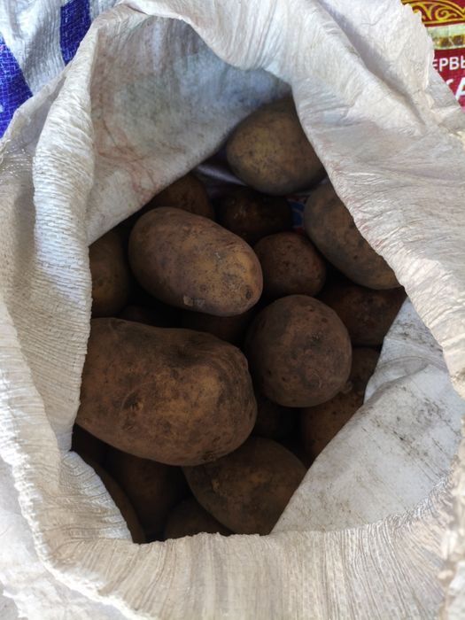 Продам домашний картофель