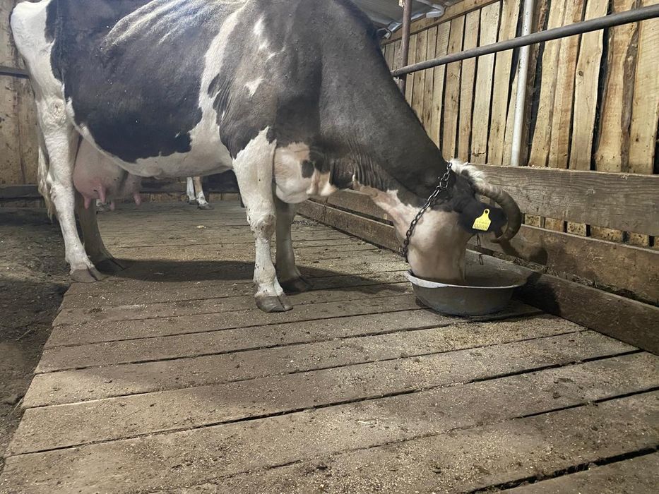 Продам карову молочная