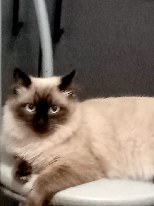 Отдам в добрые руки