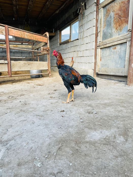 Дәкән қораз шөже июльский