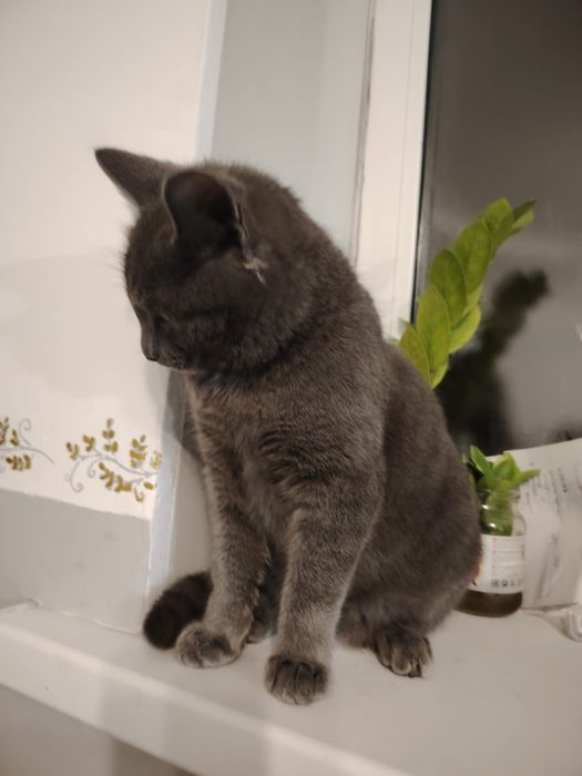 Тегін беремін мысық ұл