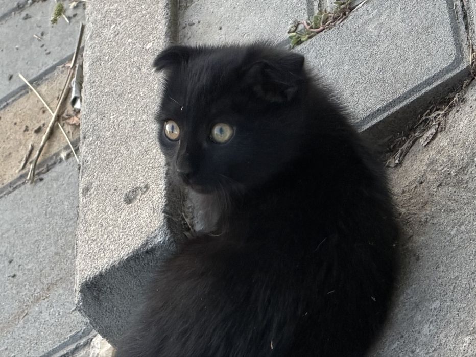 Котенок вислоухий метис