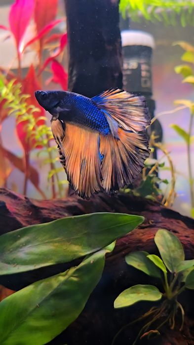 Plante acvariu, decorațiuni acvariu, creveti neocaridina blue