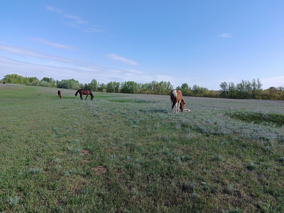 Срочно продам Лошадей