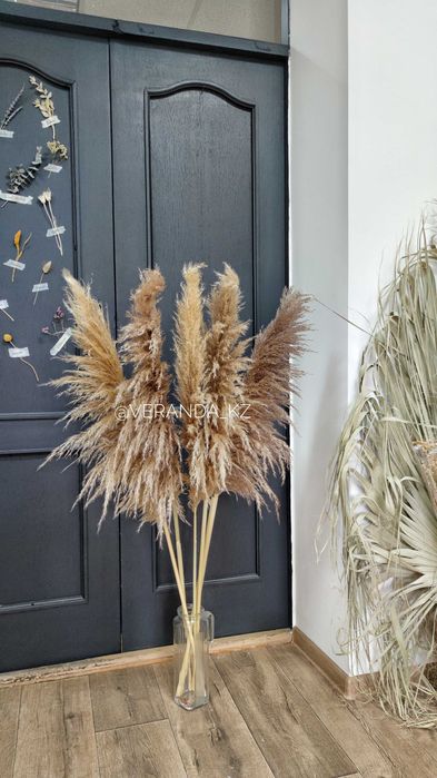 Пампасная трава кортадерия