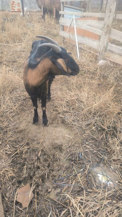 Ешкилер сатылады