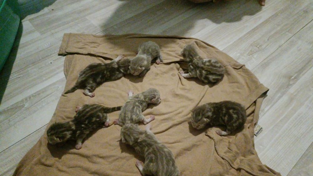 Вязка Скоттиш страйт